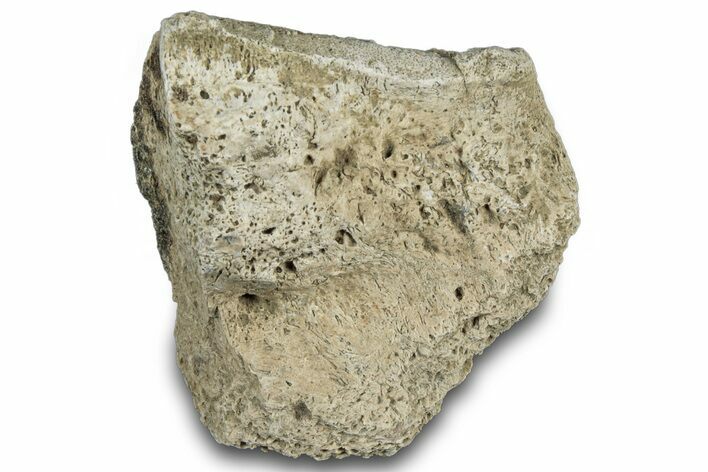 Dinosaur (Triceratops) Frill Shield Section - Montana #312295